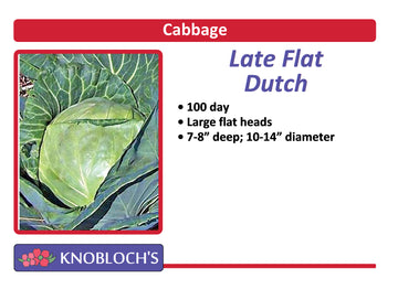 Cabbage - Late Flat Dutch