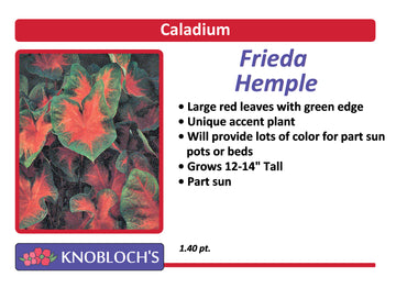 Caladium - Frieda Hemple