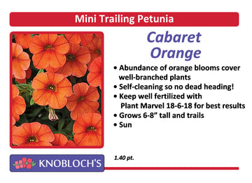 Petunia - Mini Trailing Cabaret Orange