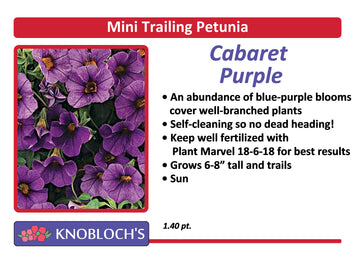 Petunia - Mini Trailing Cabaret Purple
