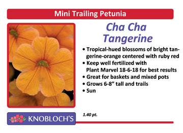 Petunia - Mini Trailing Cha-Cha Tangerine