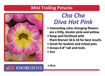 Petunia - Mini Trailing Cha Cha Diva Hot Pink