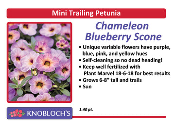 Petunia - Mini Trailing Chameleon Blueberry Scone
