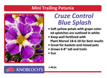 Petunia - Mini Trailing Cruze Control Blue Splash