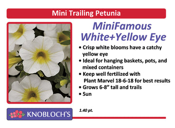 Petunia - Mini Trailing Mini Famous White + Yellow Eye
