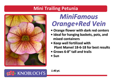 Petunia - Mini Trailing Mini Famous Orange+Red Vein