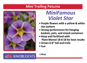 Petunia - Mini Trailing Mini Famous Violet Star