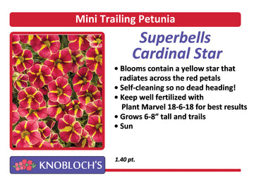 Petunia - Mini Trailing Superbells Cardinal Star