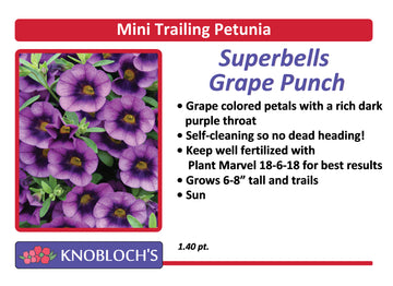 Petunia - Mini Trailing Superbells Grape Punch