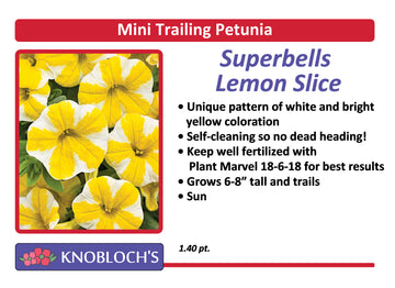 Petunia - Mini Trailing Superbells Lemon Slice