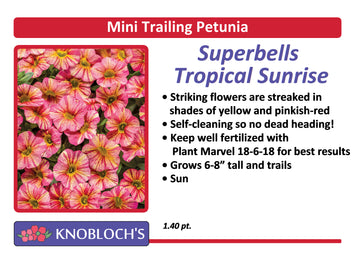 Petunia - Mini Trailing Superbells Tropical Sunrise