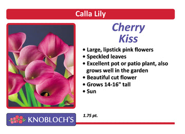 Calla Lily - Cherry Kiss
