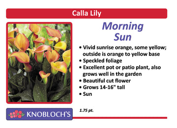 Calla Lily - Morning Sun