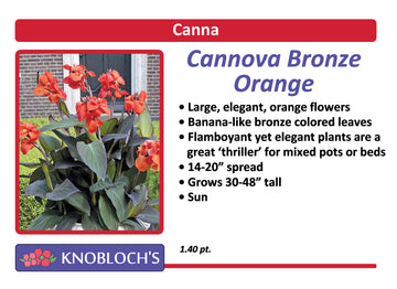Canna - Cannova Bronze Orange
