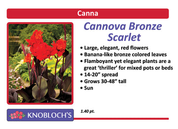 Canna - Cannova Bronze Scarlet