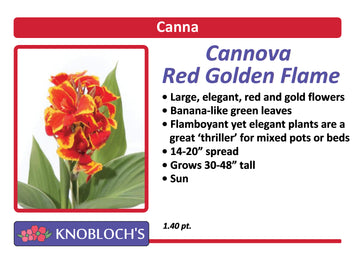 Canna - Cannova Golden Flame