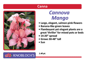Canna - Cannova Mango