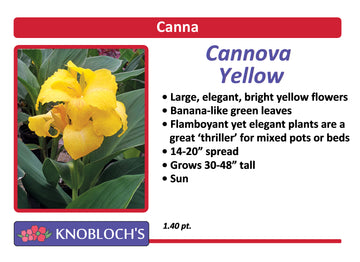 Canna - Cannova Yellow