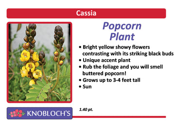 Popcorn Plant