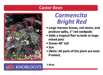 Castor Bean - Carmencita Bright Red
