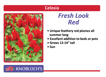 Celosia - Fresh Look Red