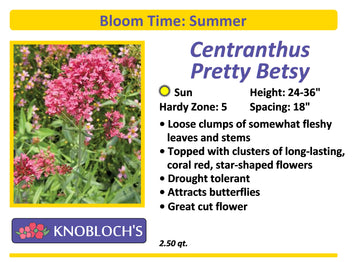 Centranthus - Pretty Betsy