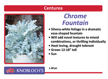 Centurea - Chrome Fountain