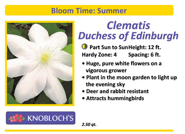 Clematis - Duchess of Edinburgh