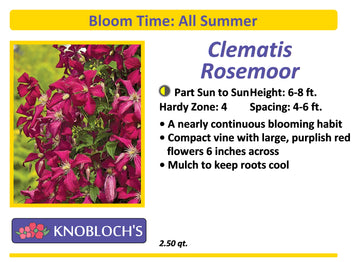 Clematis - Rosemoor