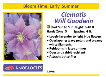 Clematis - Will Goodwin