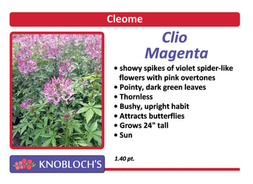 Cleome - Clio Magenta