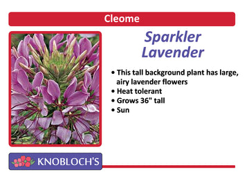 Cleome - Sparkler Lavender