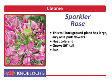 Cleome - Sparkler Rose