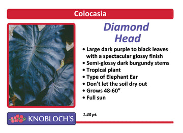 Colocasia - Diamond Head