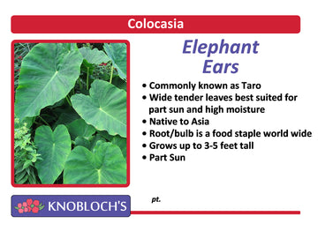 Colocasia - Elephant Ears