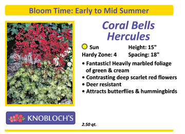 Coral Bells - Hercules