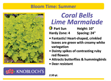 Coral Bells - Lime Marmalade