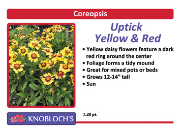 Coreopsis - Uptick Yellow & Red