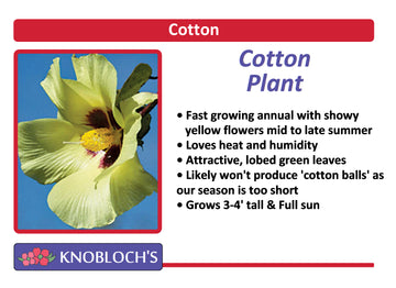 Cotton - Cotton Plant