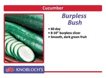 Cucumber - Burpless Bush