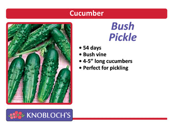 Cucumber - Bush Pickle