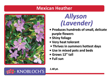 Mexican Heather (Cuphea) - Allyson