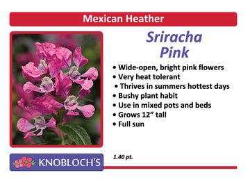 Mexican Heather (Cuphea) - Sriracha Pink