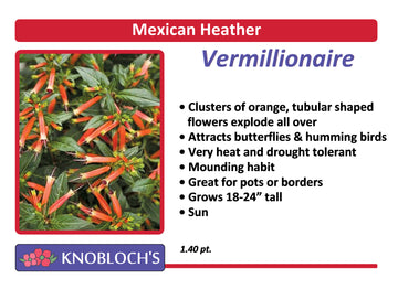 Mexican Heather (Cuphea) - Vermillionaire
