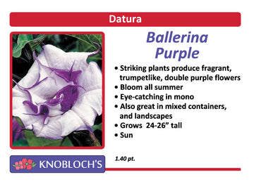 Datura - Ballerina Purple