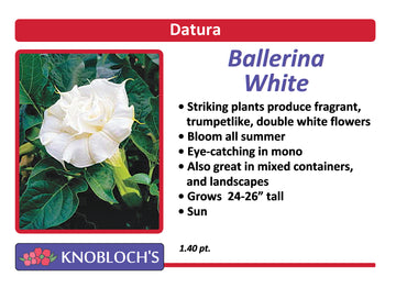 Datura - Ballerina White