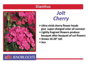 Dianthus - Jolt Cherry