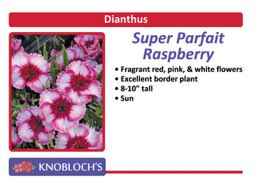 Dianthus - Super Parfait Raspberry (3 pk)