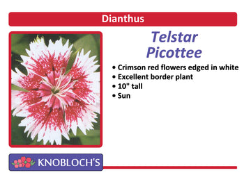 Dianthus - Telstar Picotee (3 pk)