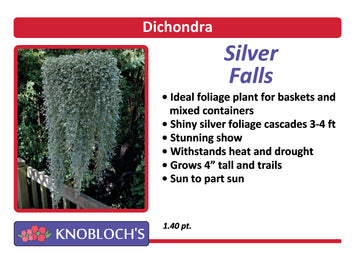 Dichondra - Silver Falls